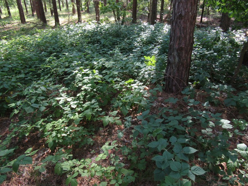 Rubus × idaeoides photo 5