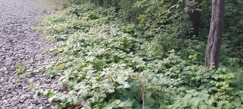 Rubus × idaeoides photo 6