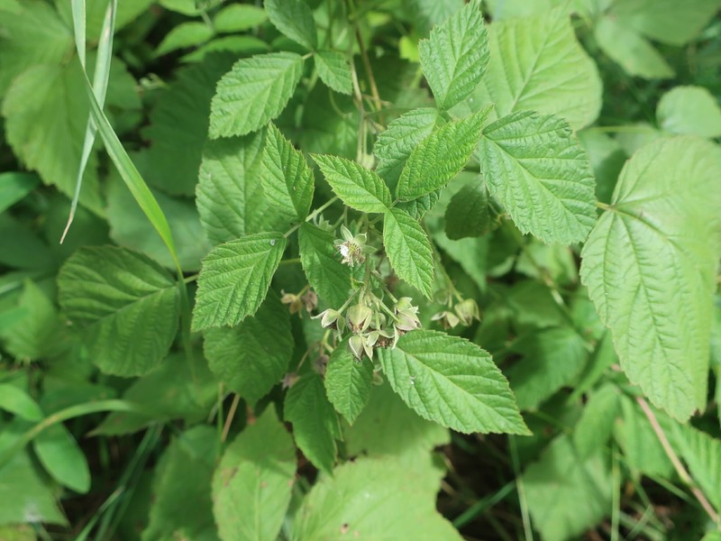Rubus × idaeoides photo 7