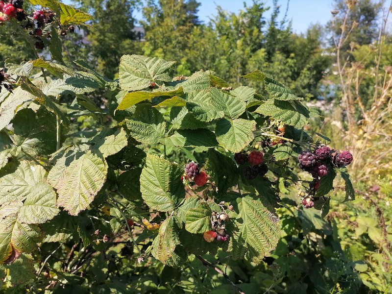 Rubus × idaeoides photo 8