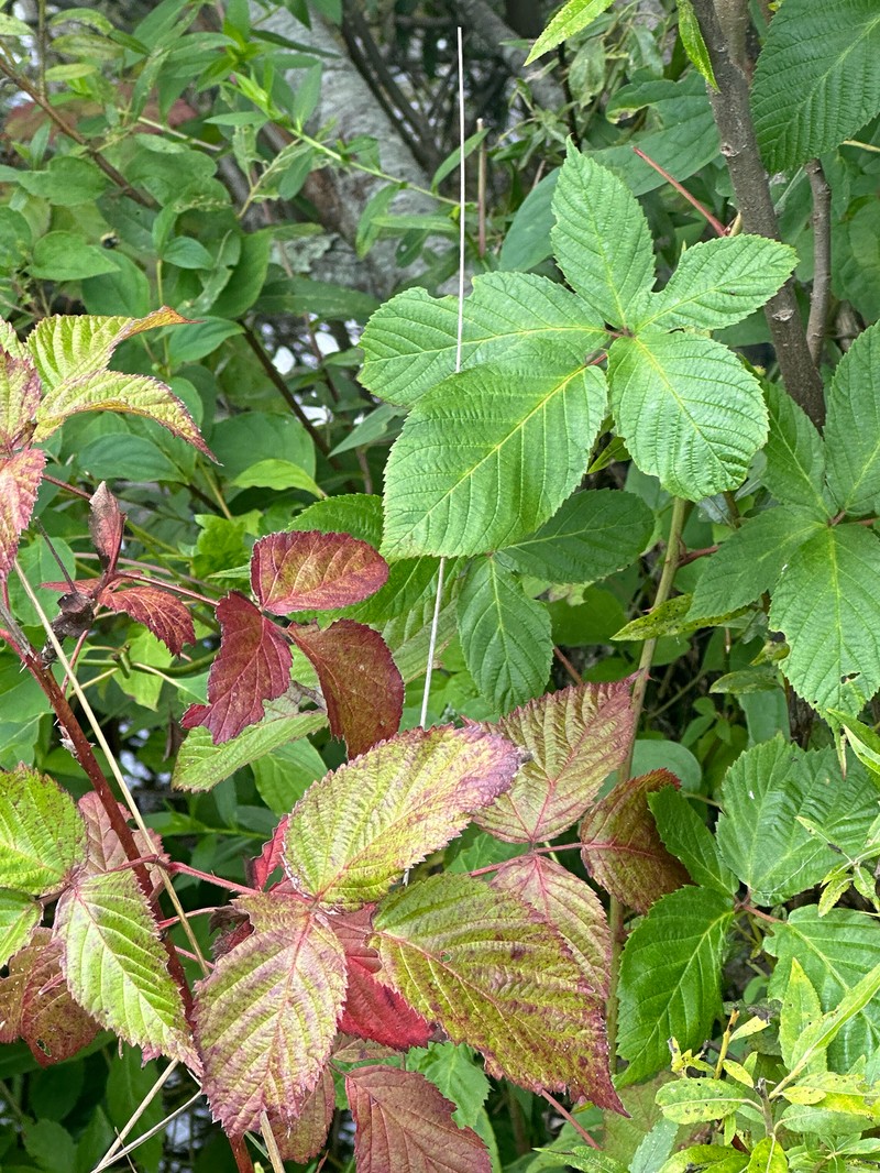 Watauga River Blackberry