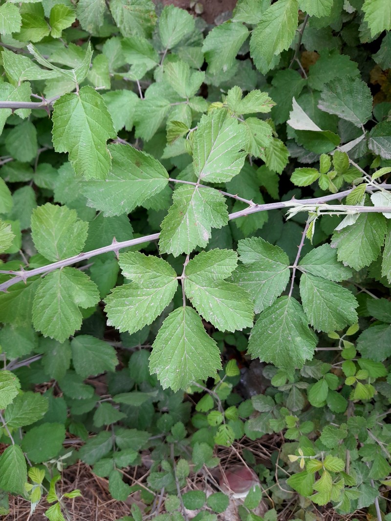 Rubus × karakalensis