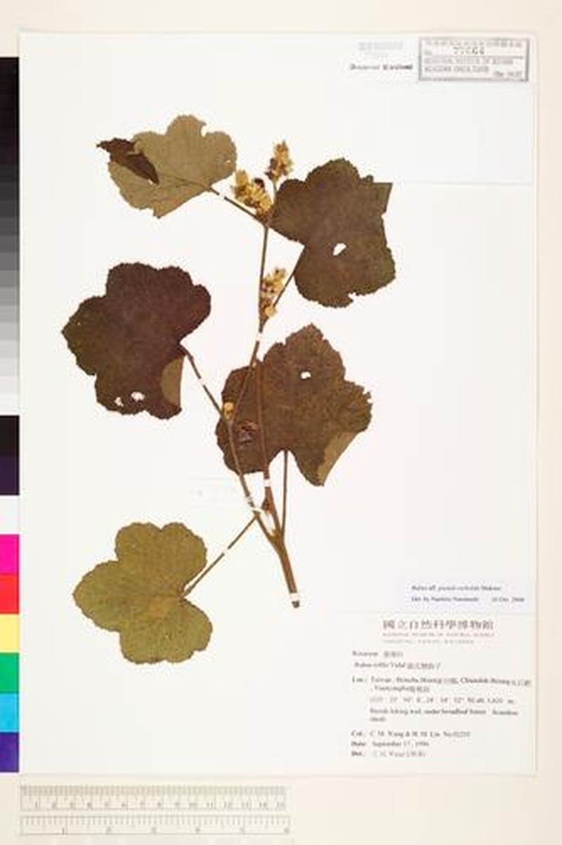Rubus × maximowiczii
