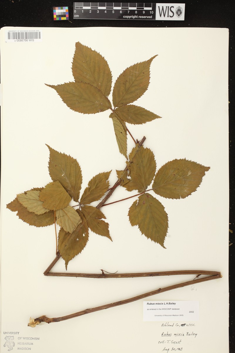 Rubus × miscix