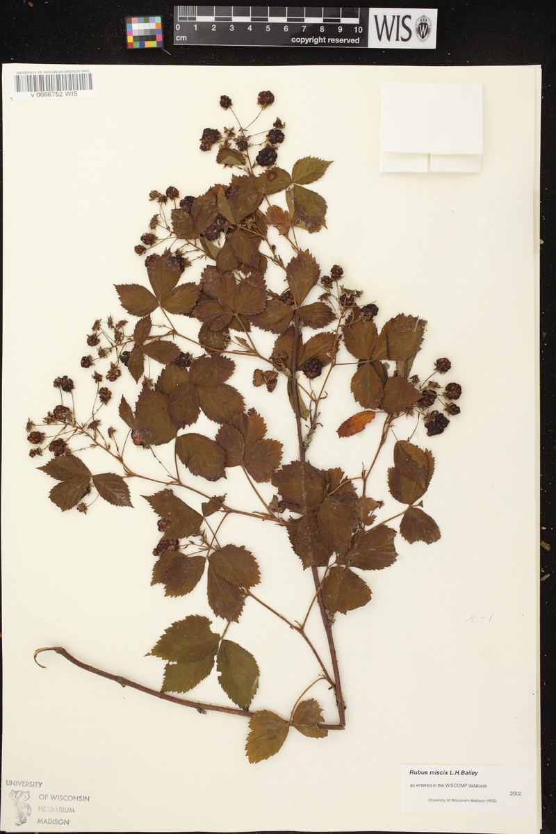 Rubus × miscix photo 3
