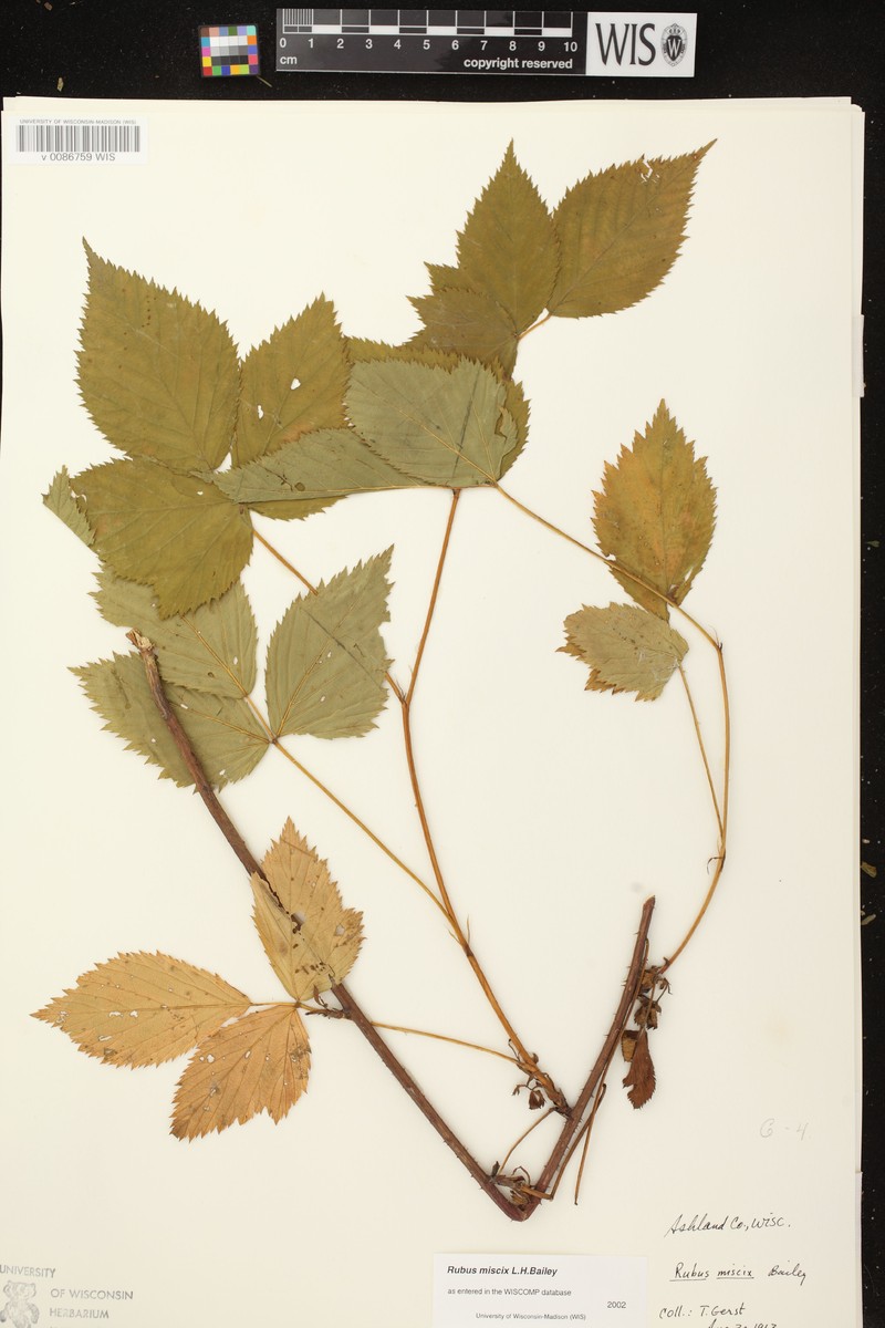 Rubus × miscix photo 4
