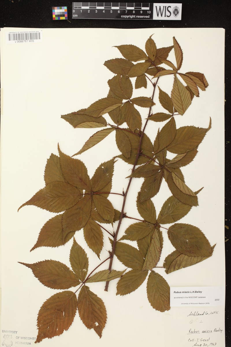 Rubus × miscix photo 6