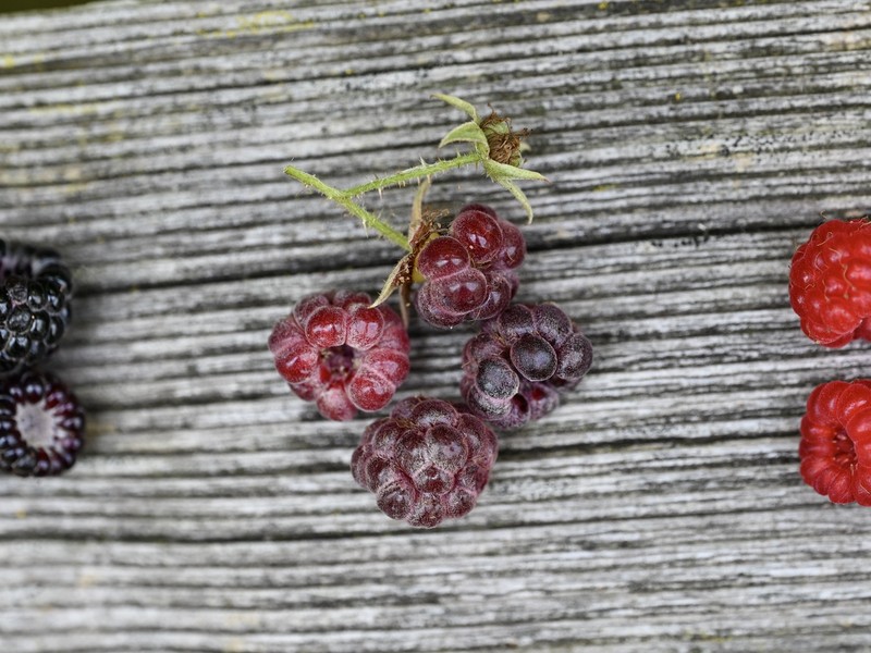 Rubus × neglectus