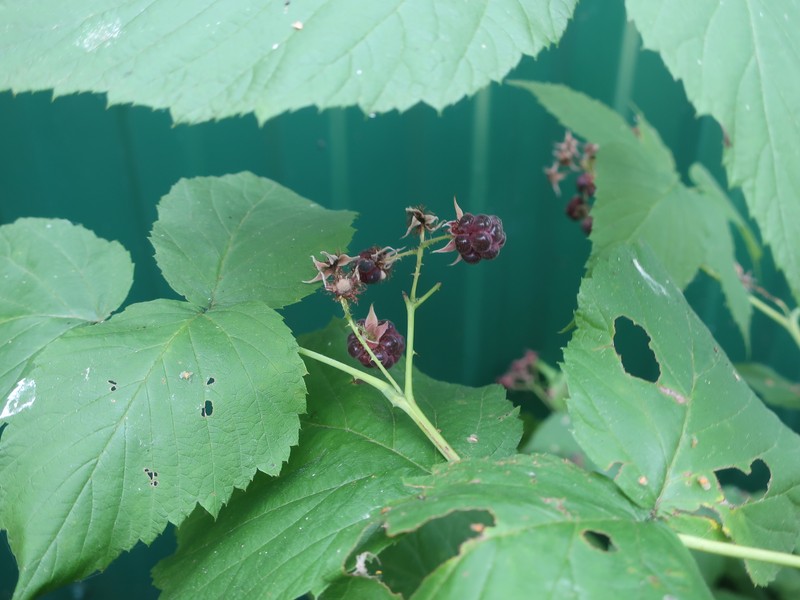 Rubus × neglectus photo 2