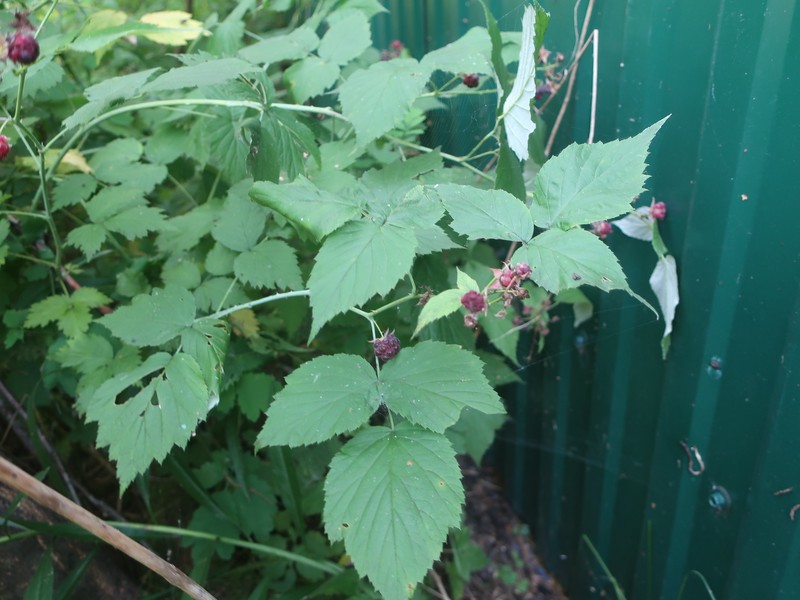 Rubus × neglectus photo 3