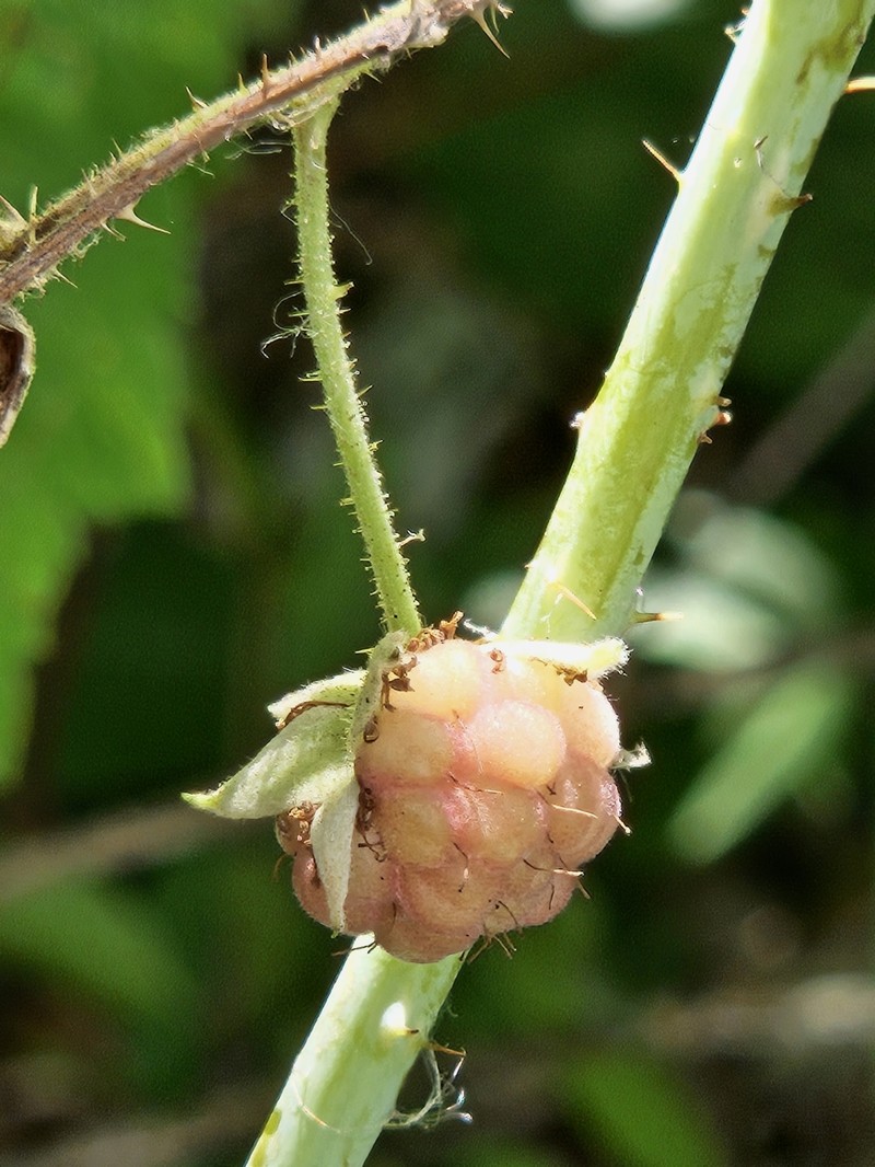 Rubus × neglectus photo 4