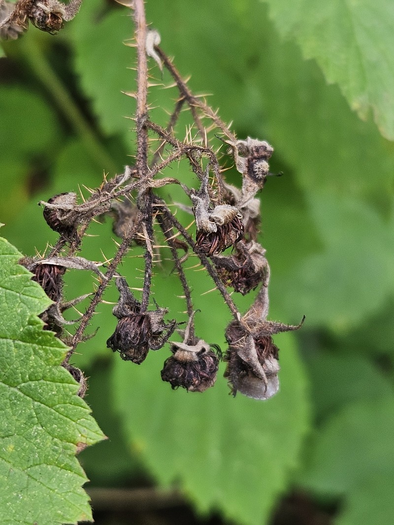 Rubus × neglectus photo 5