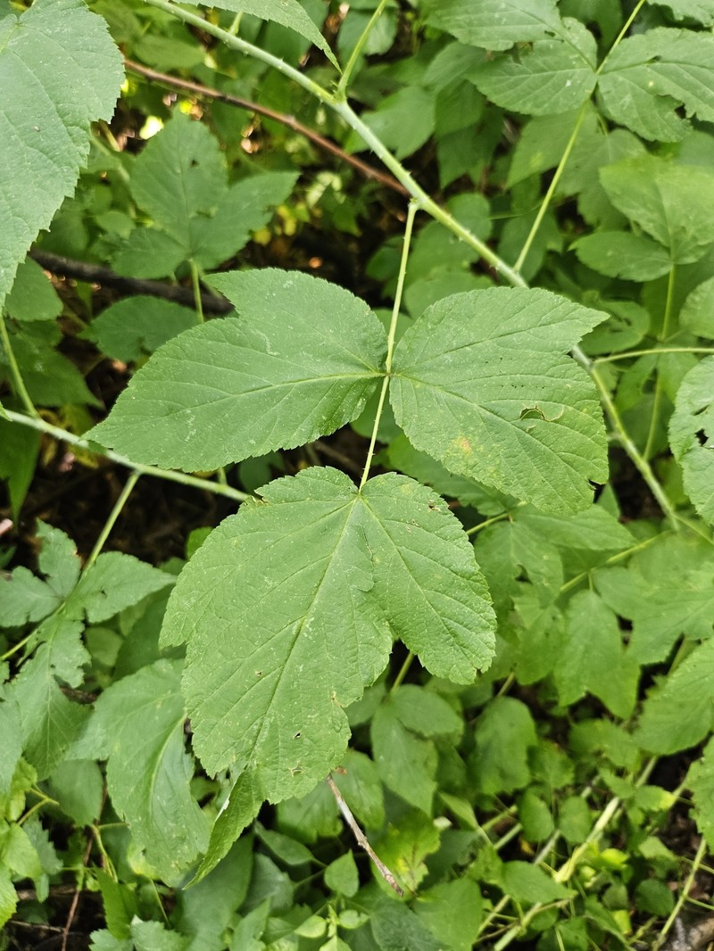 Rubus × neglectus photo 6