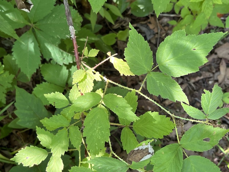 Rubus × neglectus photo 7