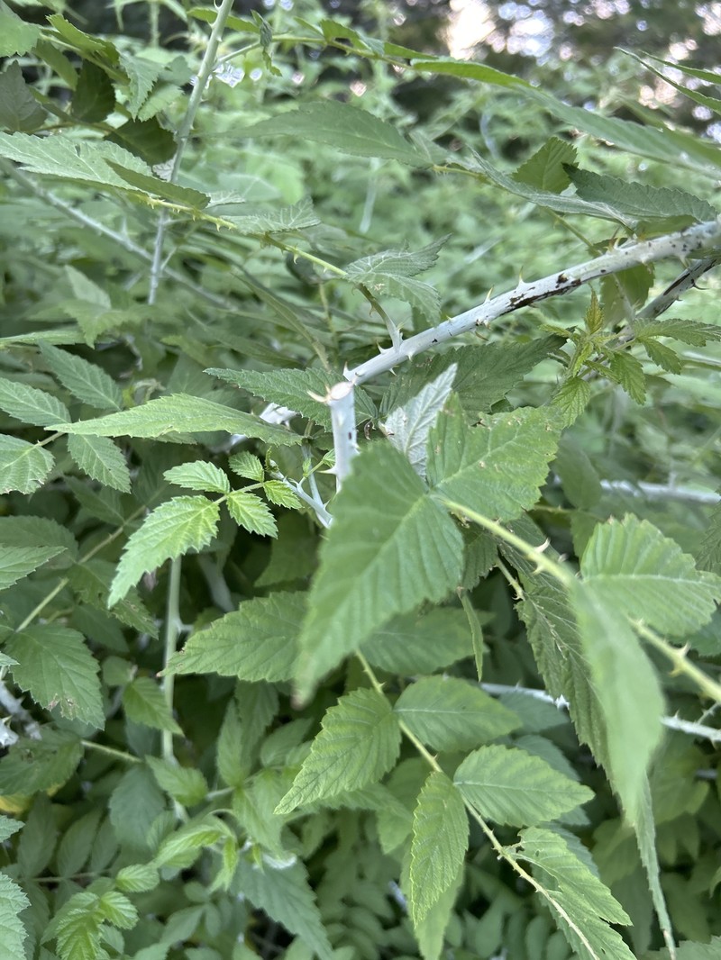 Rubus × neglectus photo 8
