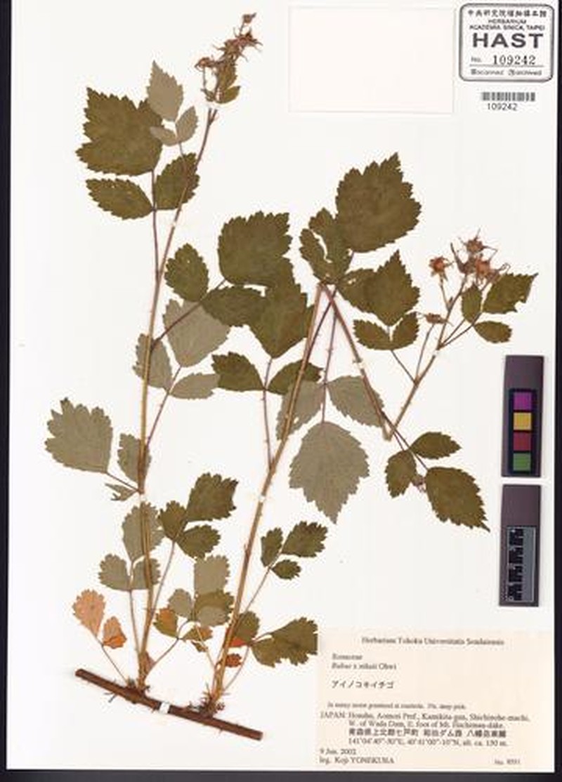 Rubus × nikaii