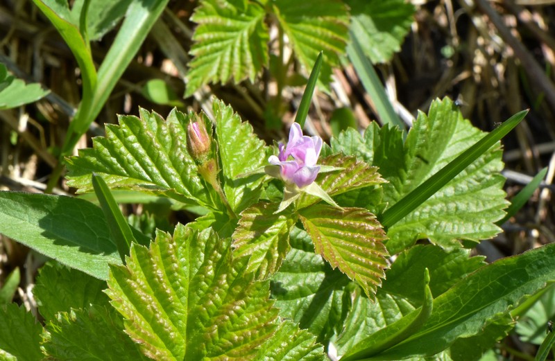 Blackberry photo 2