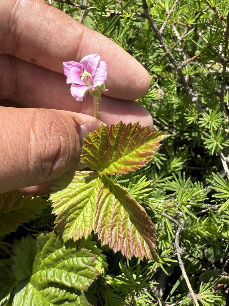 Blackberry photo 3