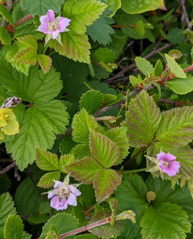 Blackberry photo 4