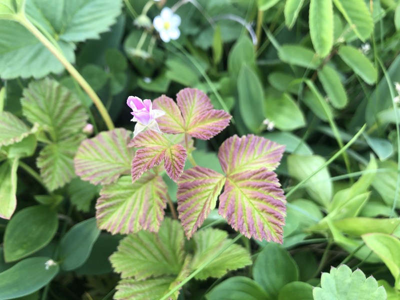 Blackberry photo 5