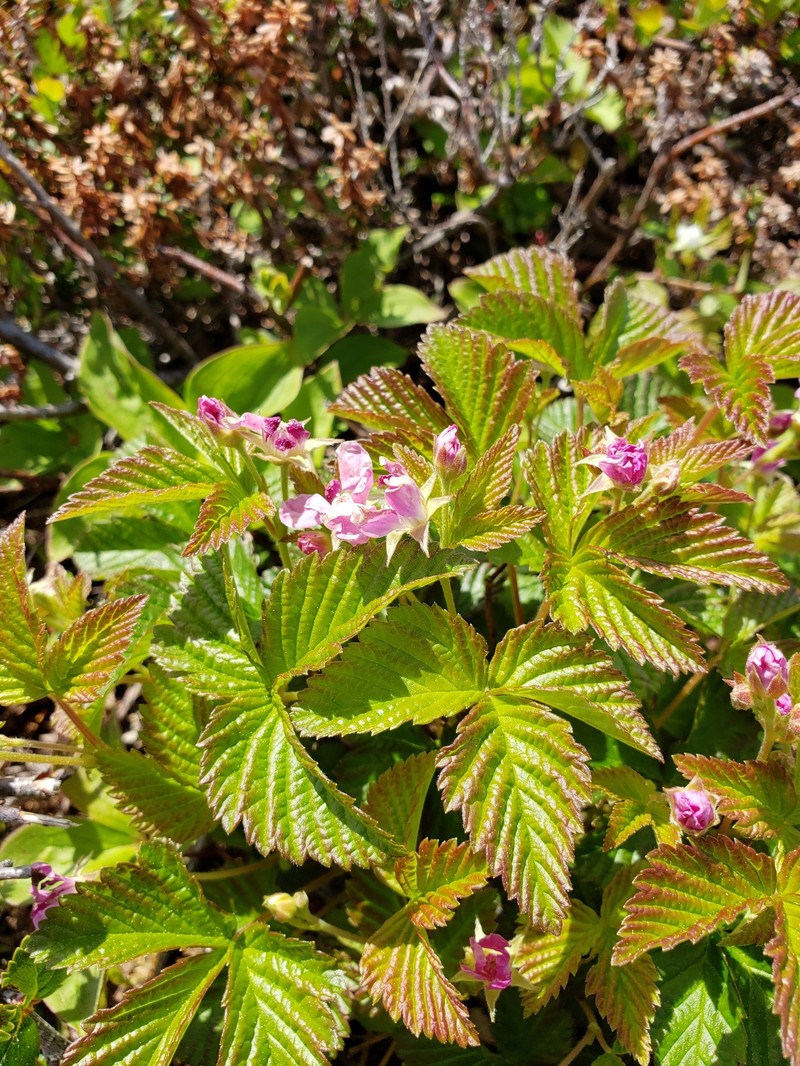 Blackberry photo 6