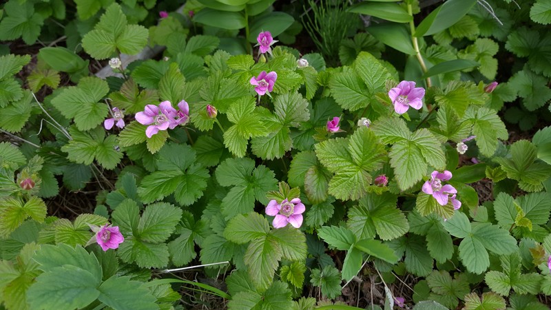 Blackberry photo 7
