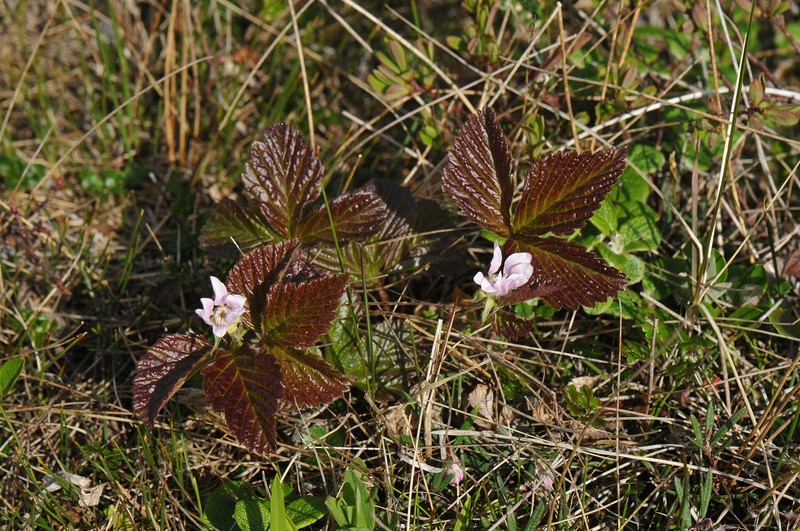 Blackberry photo 8