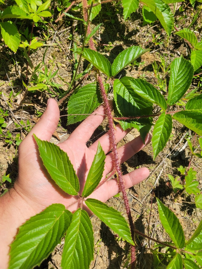 Nova Scotia Dewberry photo 2