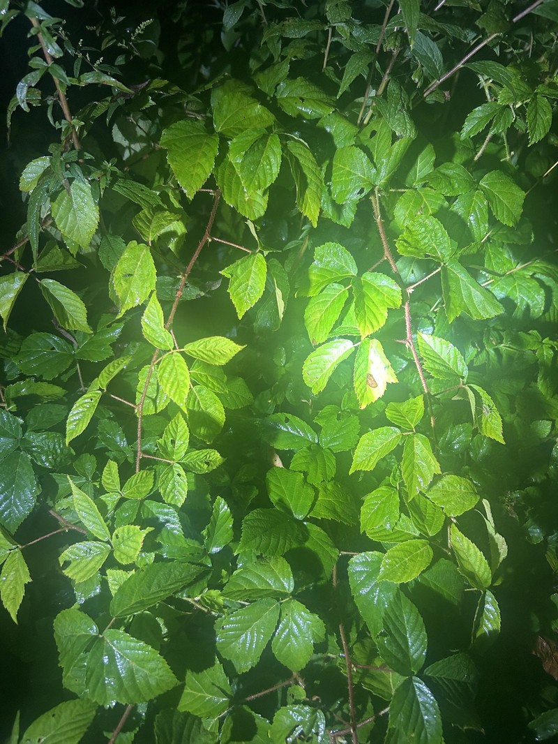 Openground Dewberry