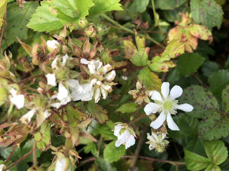 Openground Dewberry photo 3