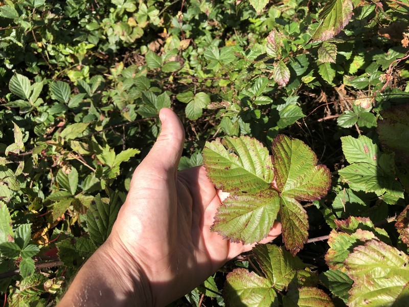 Openground Dewberry photo 5