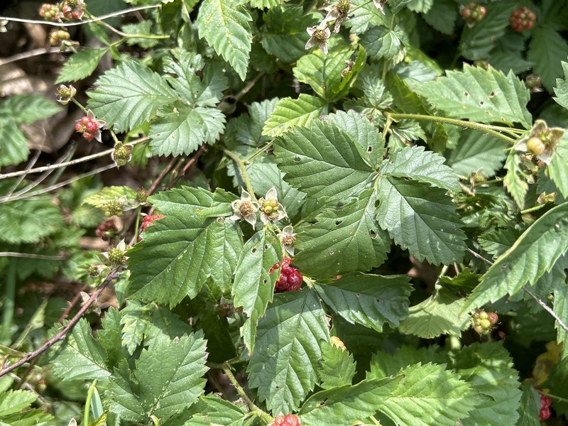 Oakwoods Dewberry