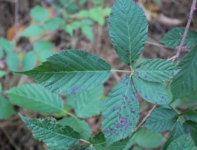 Arching Dewberry photo 2