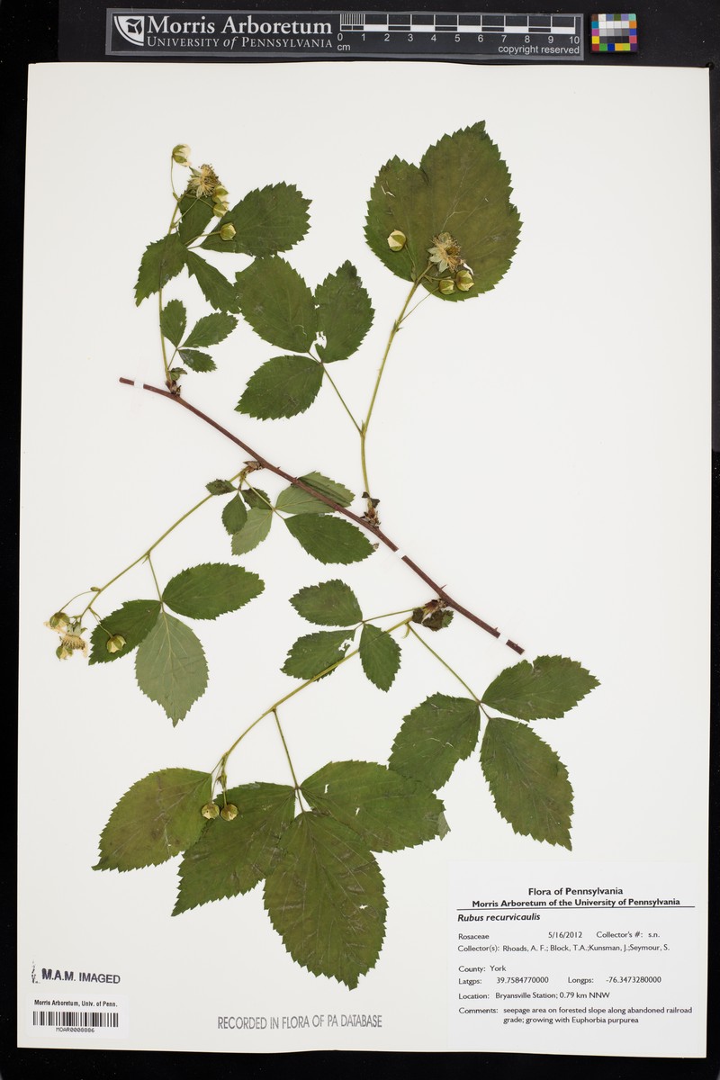 Arching Dewberry photo 3