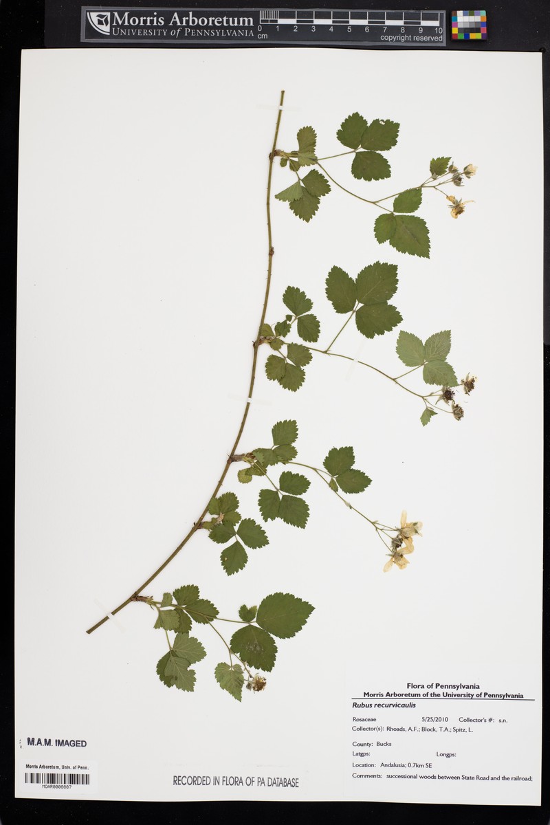 Arching Dewberry photo 4