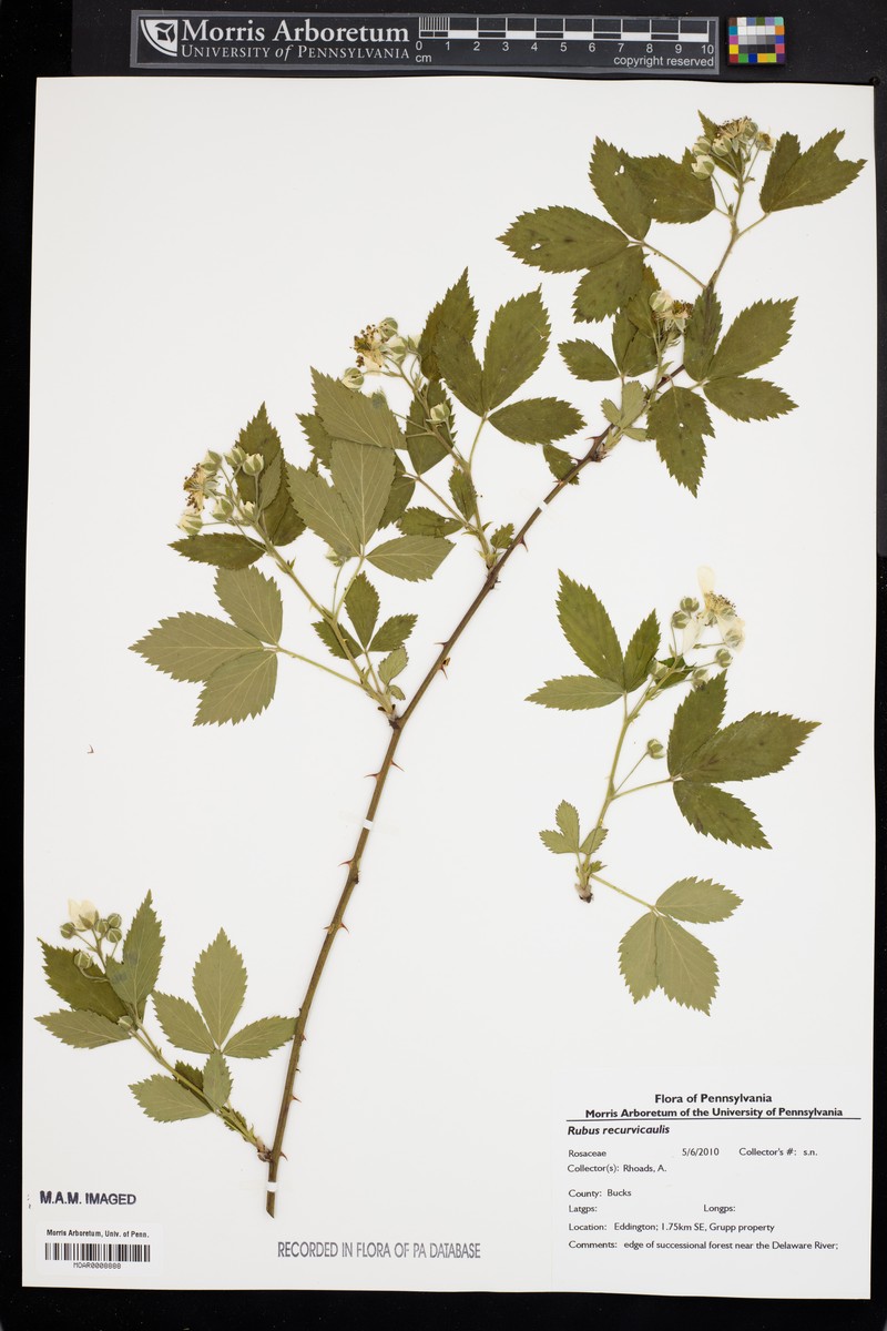 Arching Dewberry photo 5