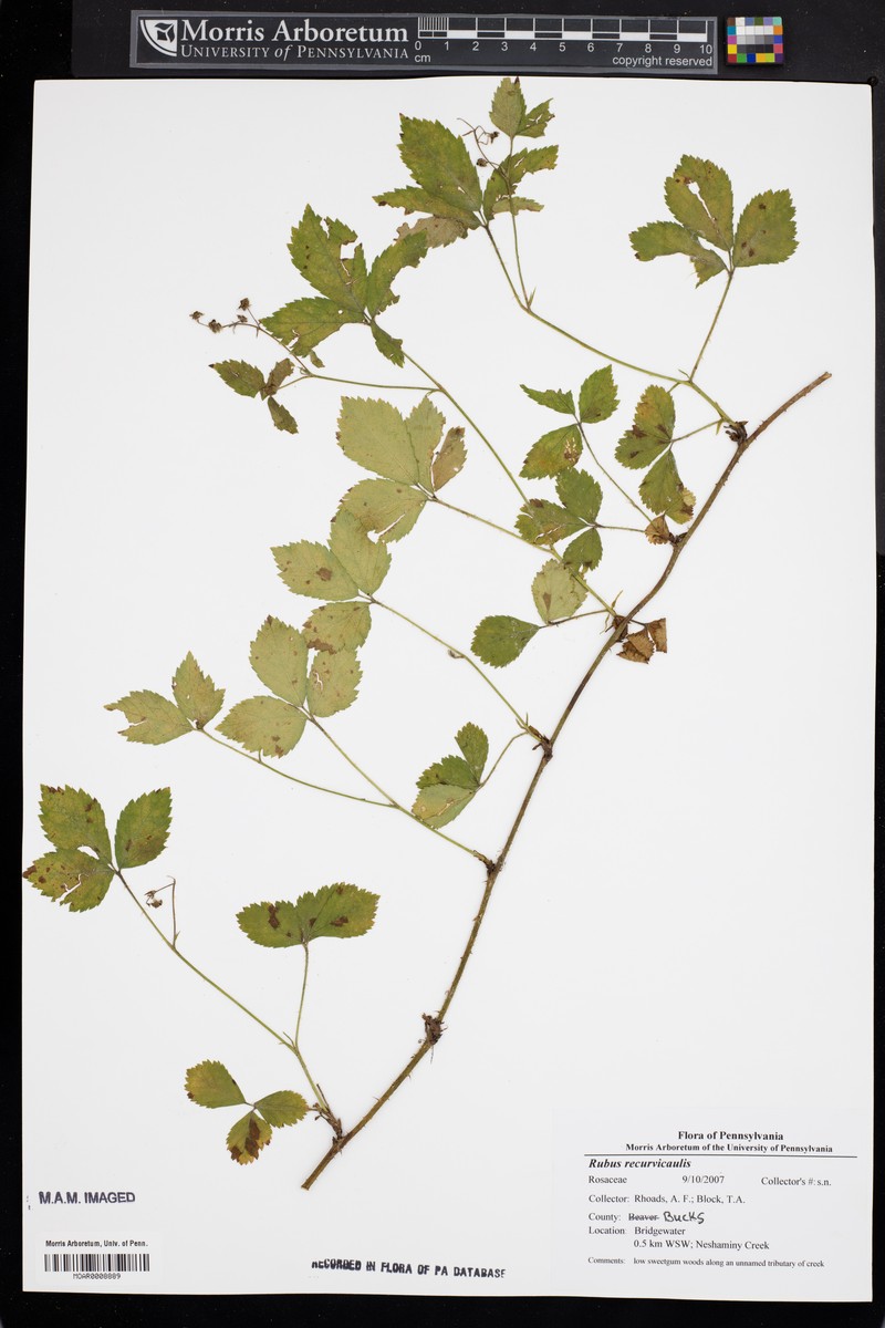 Arching Dewberry photo 7