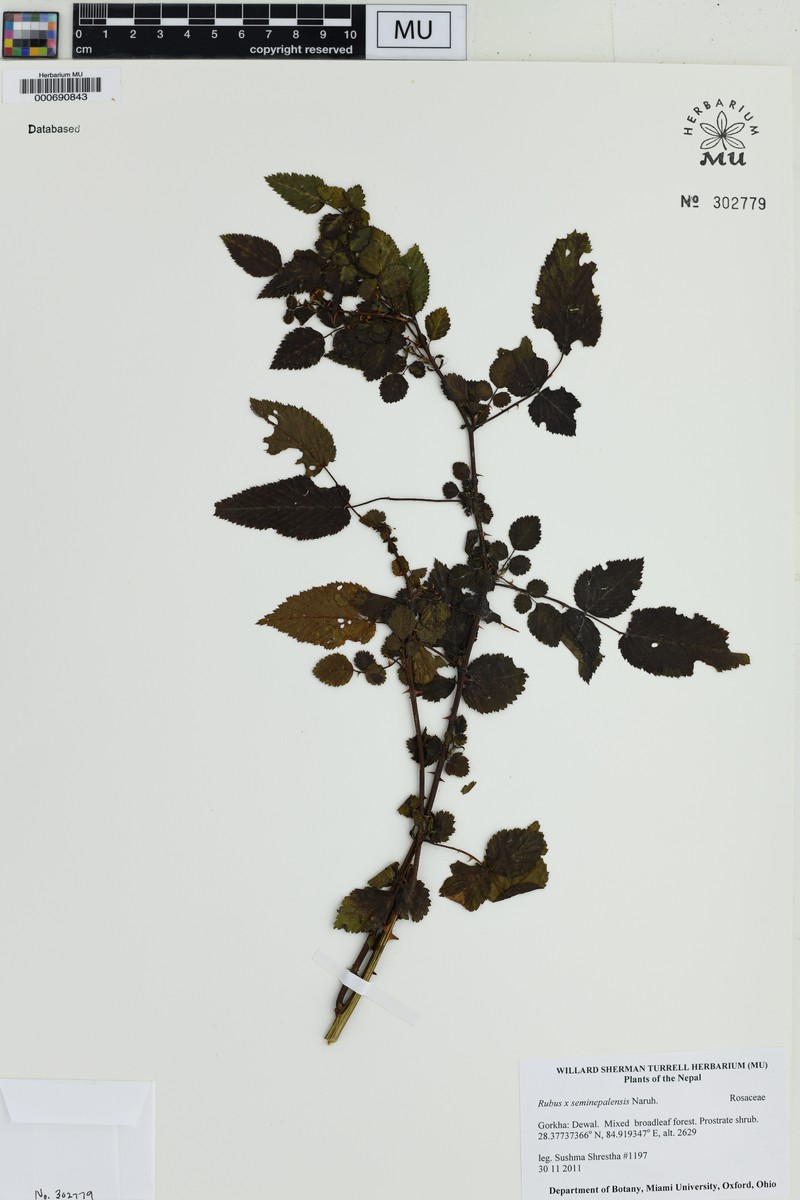 Rubus × seminepalensis