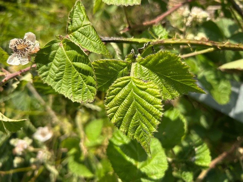 Rubus × tiliaster