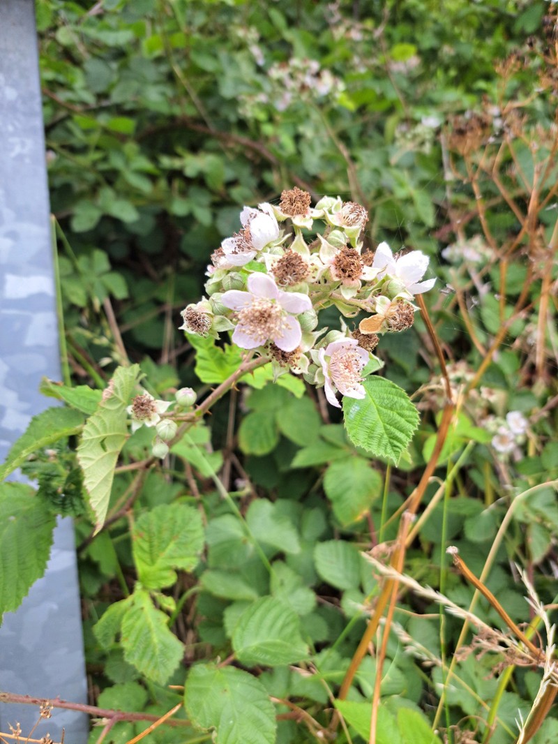 Rubus × tiliaster photo 2