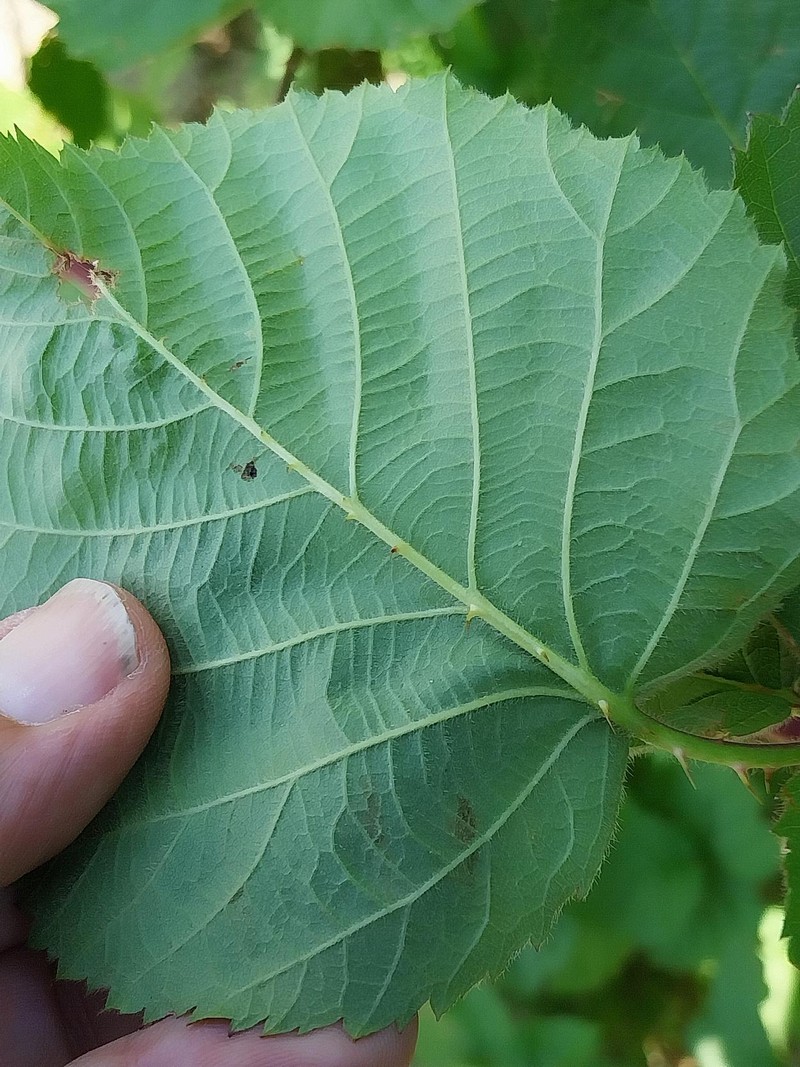 Rubus × tiliaster photo 3