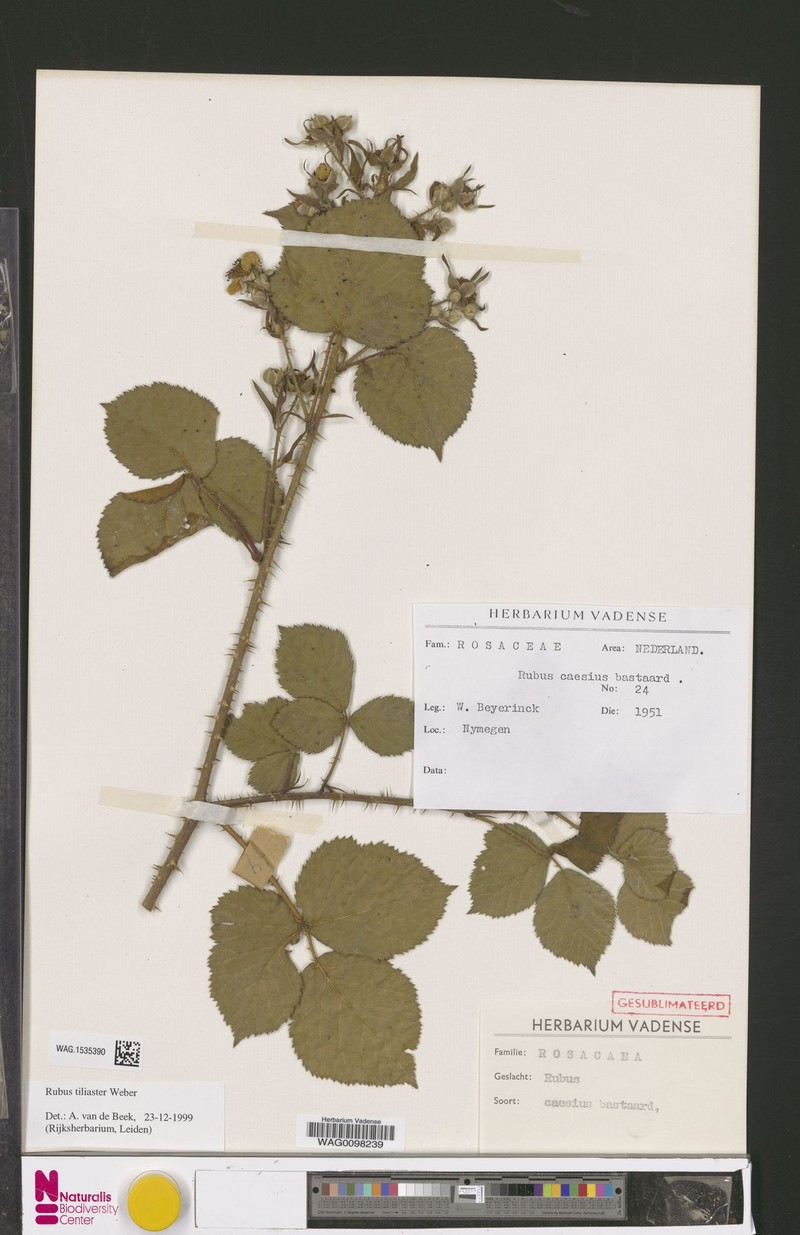 Rubus × tiliaster photo 5