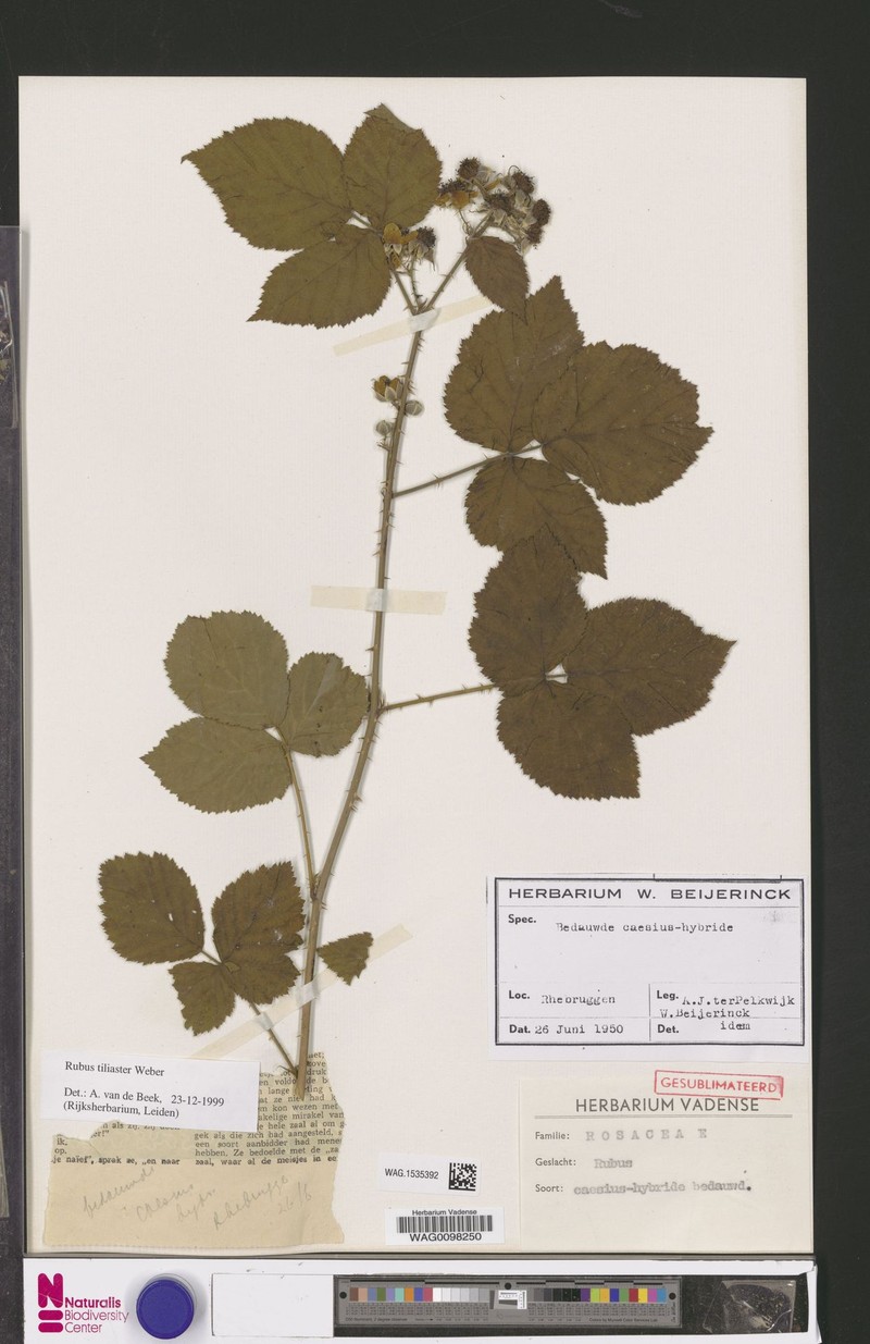 Rubus × tiliaster photo 7