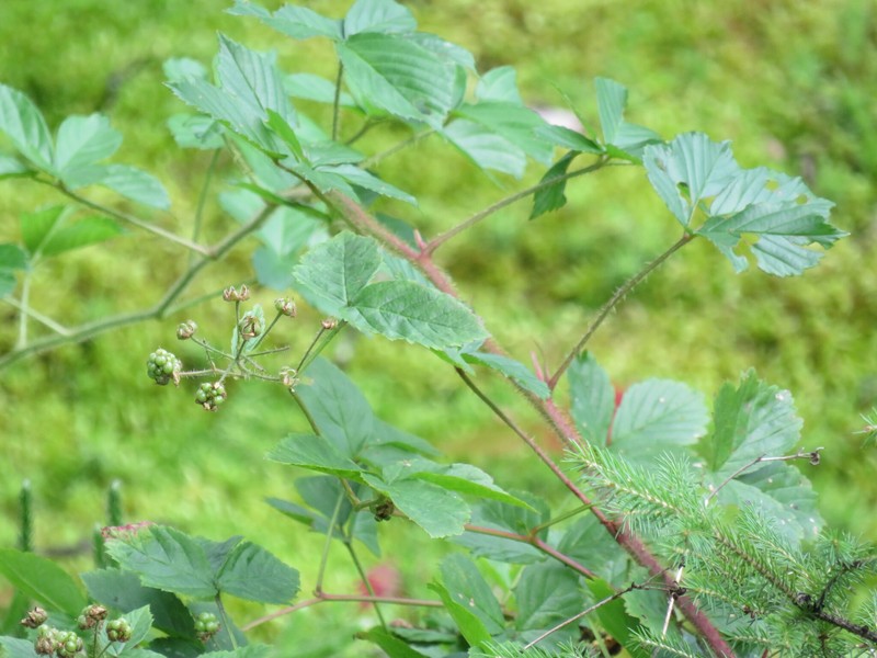 Kennebunkport Dewberry photo 4
