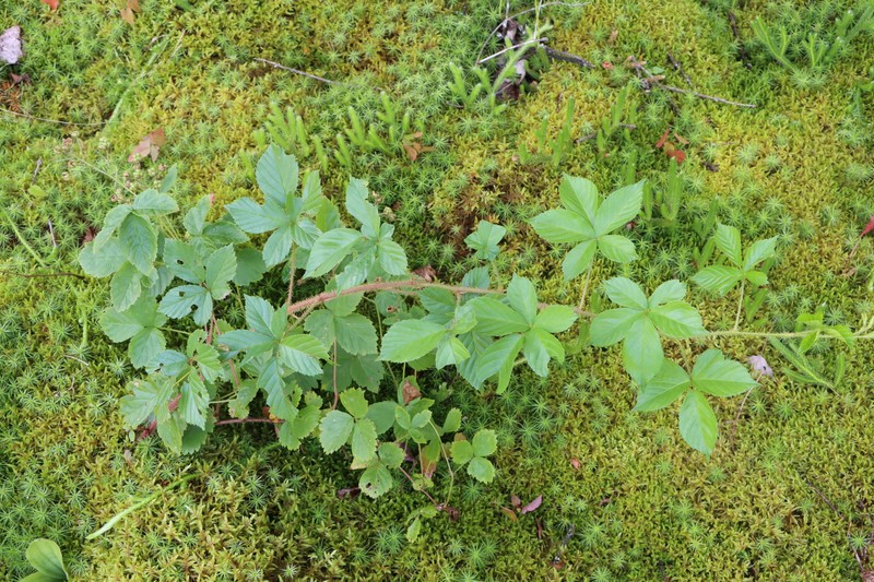 Spreading Dewberry