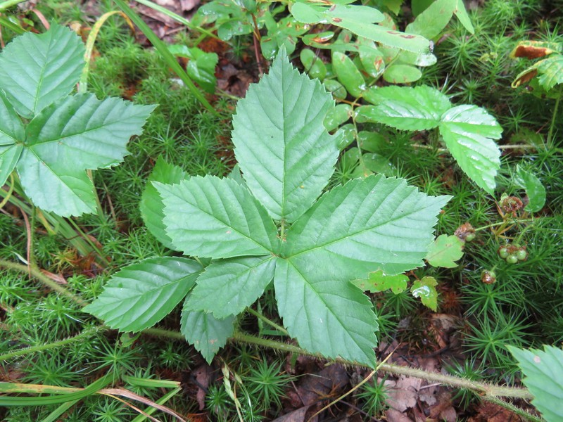 Wet Thicket Dewberry photo 6