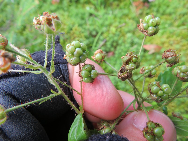Peaty Dewberry photo 3