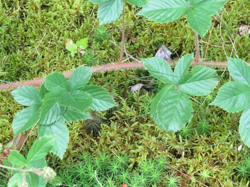 Peaty Dewberry photo 7