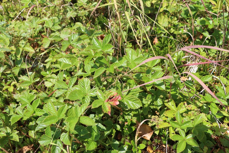 Domeshape Dewberry photo 2
