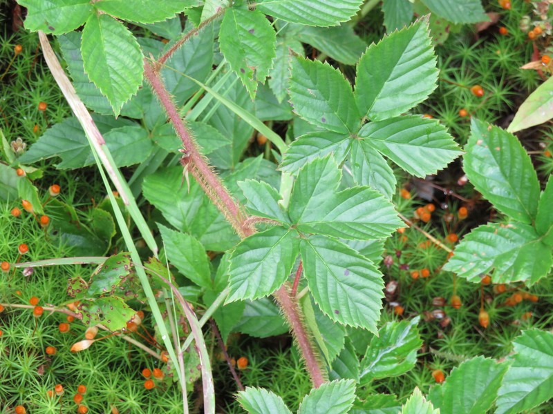 Domeshape Dewberry photo 5